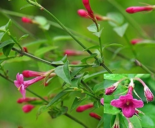 Jasminum Bessianum Red Flowering Jasmine Climbing Plant 3-4ft Supplied in a 3 Litre Pot