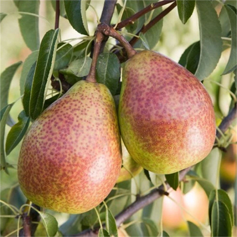 Louise Bonne Pear Dwarf Patio Fruit Tree 3-4ft | Miniature Top Grafted Pyrus communis | 5L Pot By Direct Plants