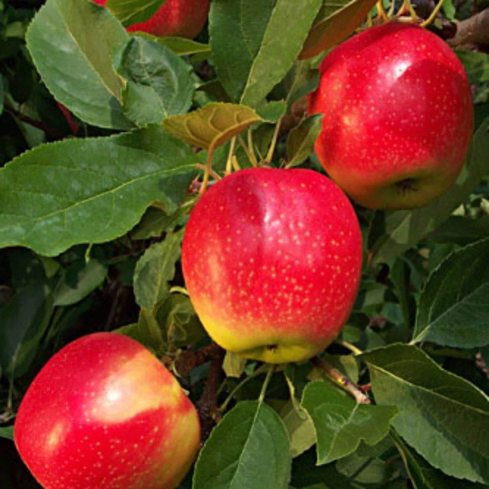 Gala Apple Dwarf Patio Fruit Tree 3-4ft | Miniature Top Grafted Malus domestica | 5L Pot By Direct Plants