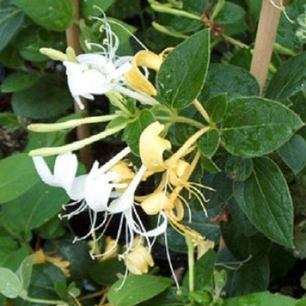 Lonicera Halliana Evergreen Honeysuckle Climbing Plant Supplied in a 9cm Pot
