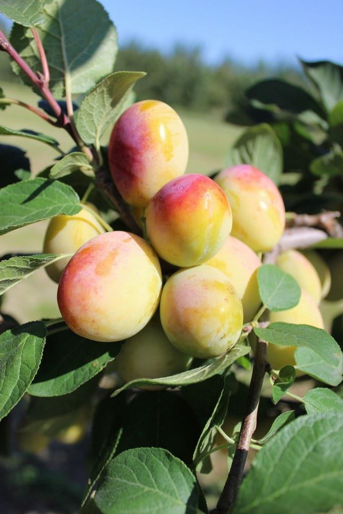 Dwarf Patio Aprimira Miracot Golden Plum Fruit Tree 3-4ft Supplied in a 5 Litre Pot
