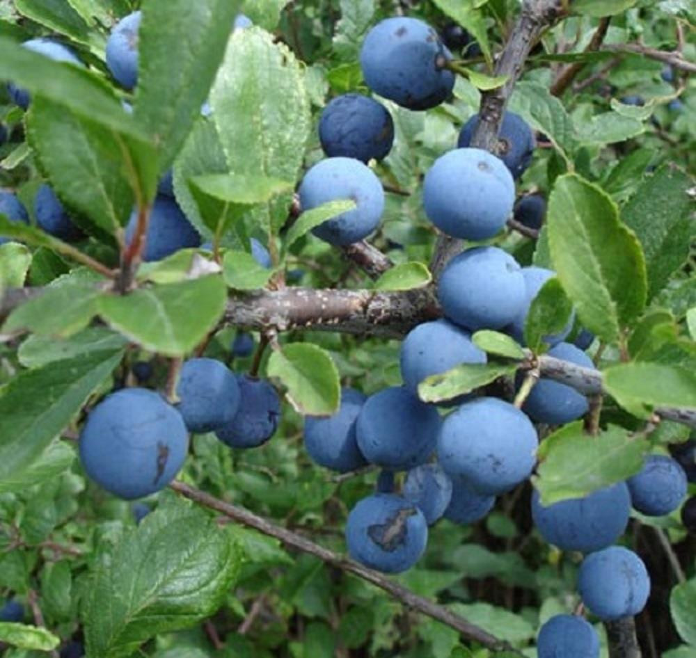 Prunus Spinosa Blackthorn Sloe Berry Hedging Plants, Pack of 10 3ft Tall Supplied in 2 Litre Pots