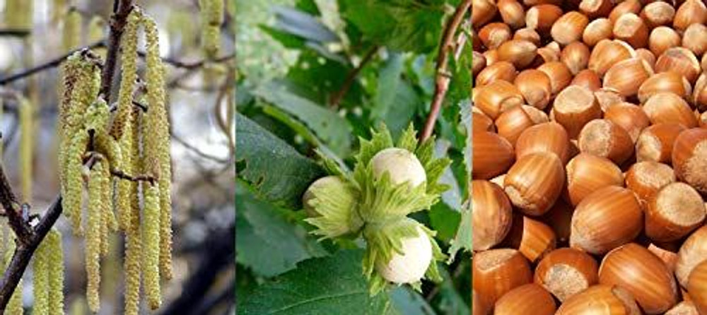 Corylus Avellana Hazelnut Fruit Trees Pack of 5 Cobnut 3-4ft Supplied in 3 Litre Pots