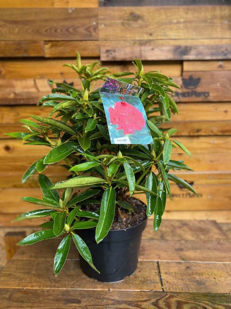 Rhododendron Wilgens Ruby Evergreen Shrub Plant Extra Large in a 10 Litre  Pot - Direct Plants