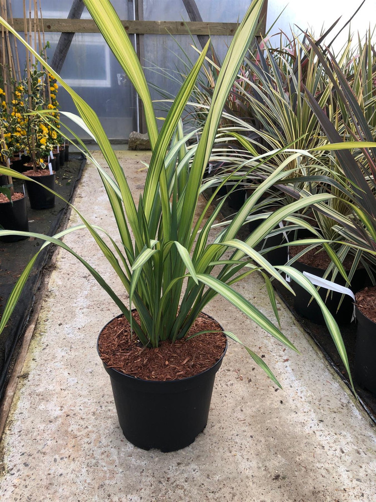 Phormium Yellow Wave Striped Evergreen Specimen Shrub 40-50cm Plant in ...