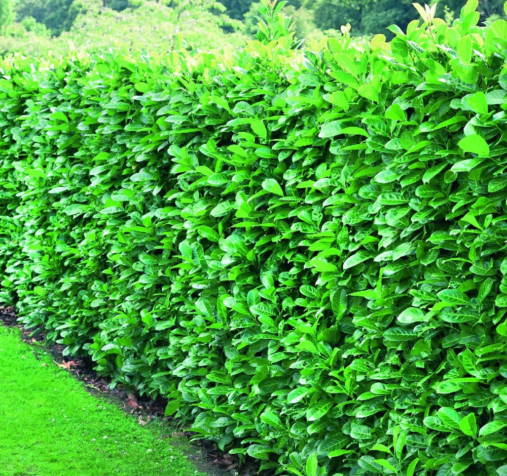 Prunus Cherry Laurel Hedging Plants 3-4ft Large Pack of 10 Supplied in 3 Litre Pots