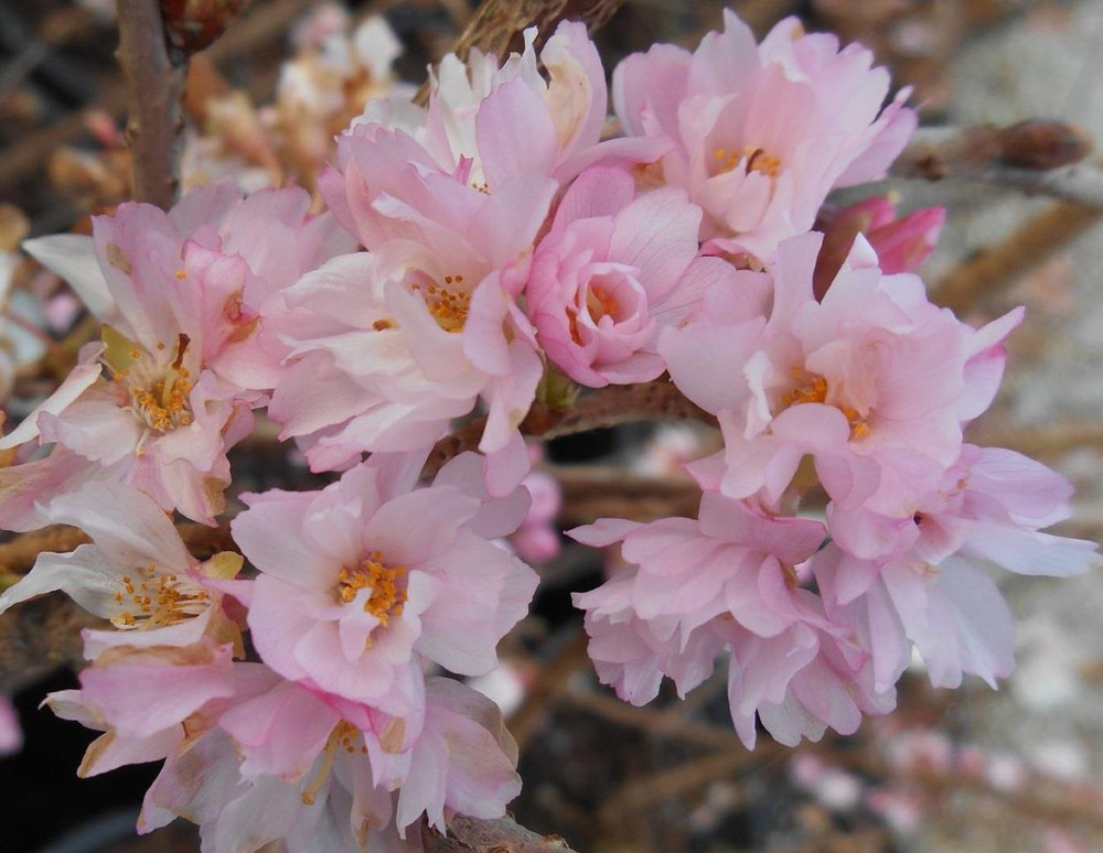 Prunus Autumnalis Rosea Flowering Cherry Tree 5-6ft Supplied in a 7.5 Litre Pot