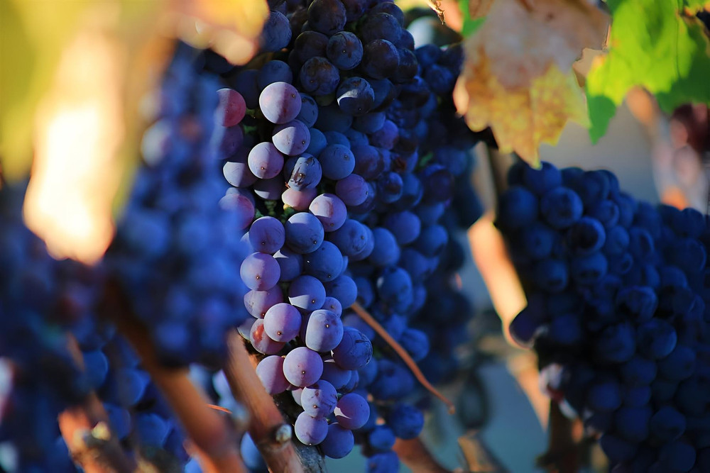 Vitis Boskoop Glory Black Grape Vine Climbing Fruit Plant 3-4ft Tall in a 3 Litre Pot