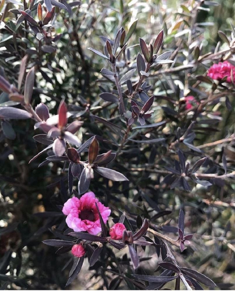 Leptospermum Red Damask Evergreen Shrub 3-4ft Large Supplied in a 3 Litre Pot
