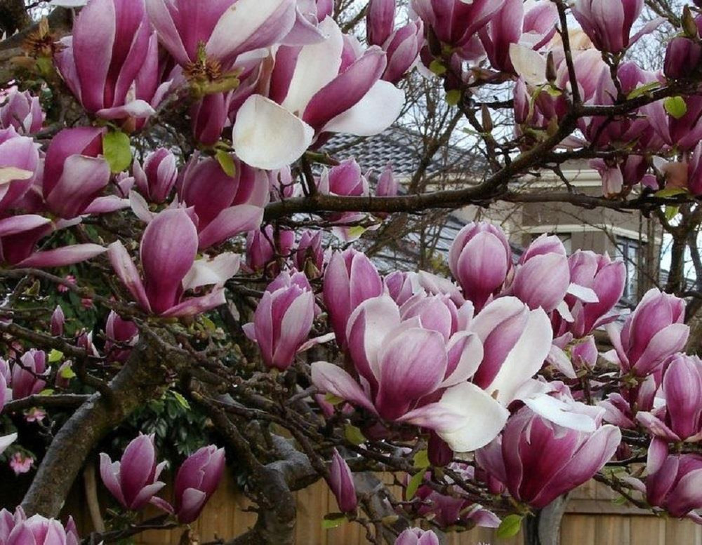 Magnolia Soulangeana Rustica Rubra Plant Shrub Tree 4-5ft Supplied in a 3 Litre Pot