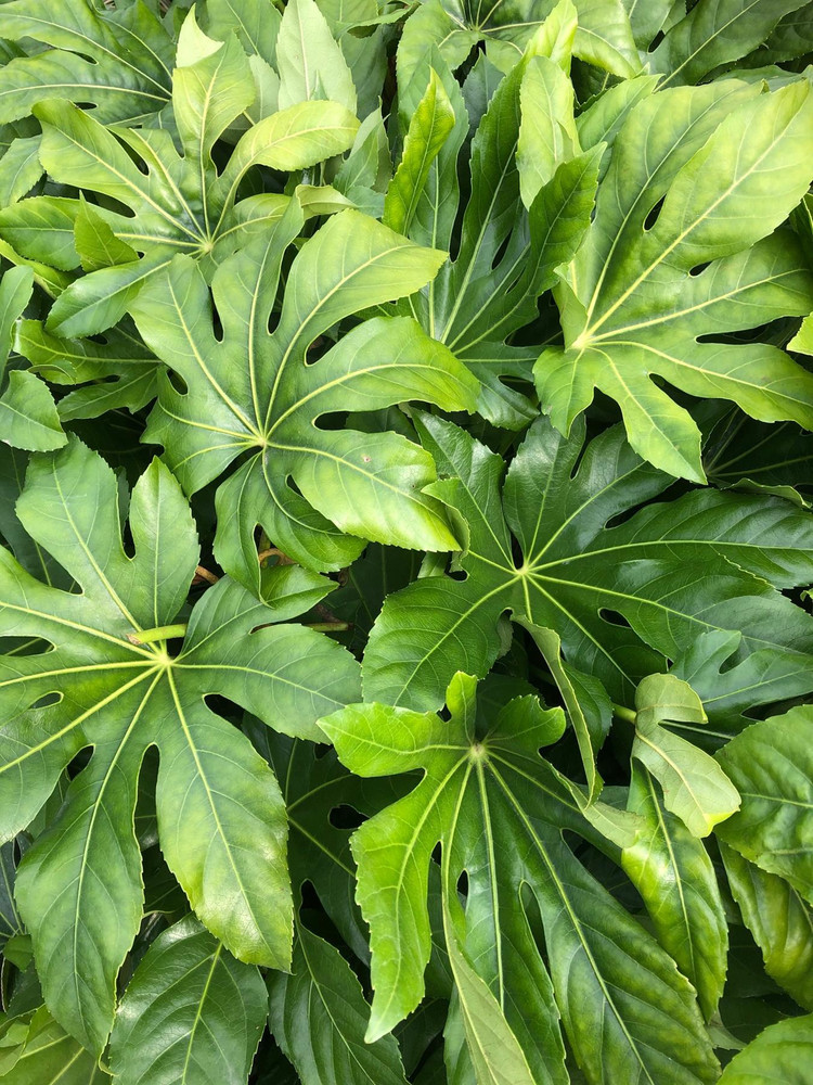 Fatsia Japonica Extra Large 2.5-3ft Tall Evergreen Shrub in a 3 Litre Pot