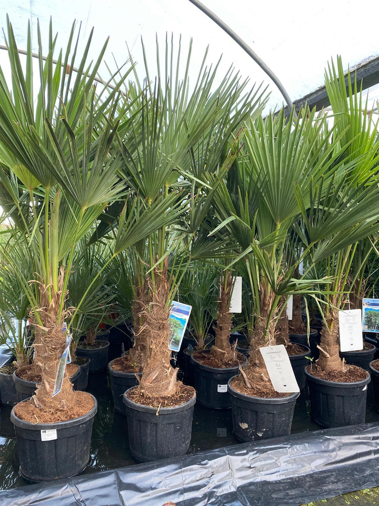 Trachycarpus Fortunei Fan Palm Tree 4-5ft Plant in a 15/20 Litre Pot