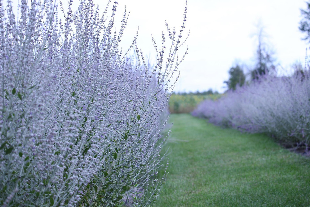 Perovskia Blue Sprire Russian Sage Plant Hardy Shrub Pack of 10
