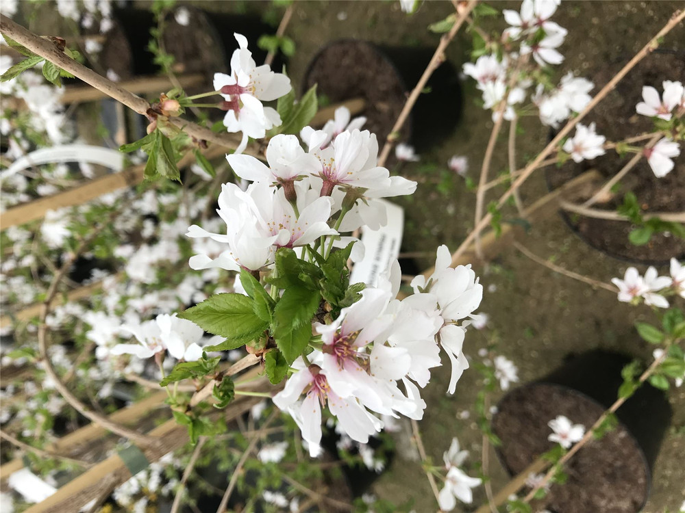 Prunus Yedoensis Weeping Japanese Flowering Cherry Tree 6ft Tall in a 7