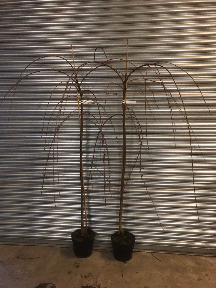 Prunus Yedoensis Weeping Japanese Flowering Cherry Tree 6ft Tall in a 7