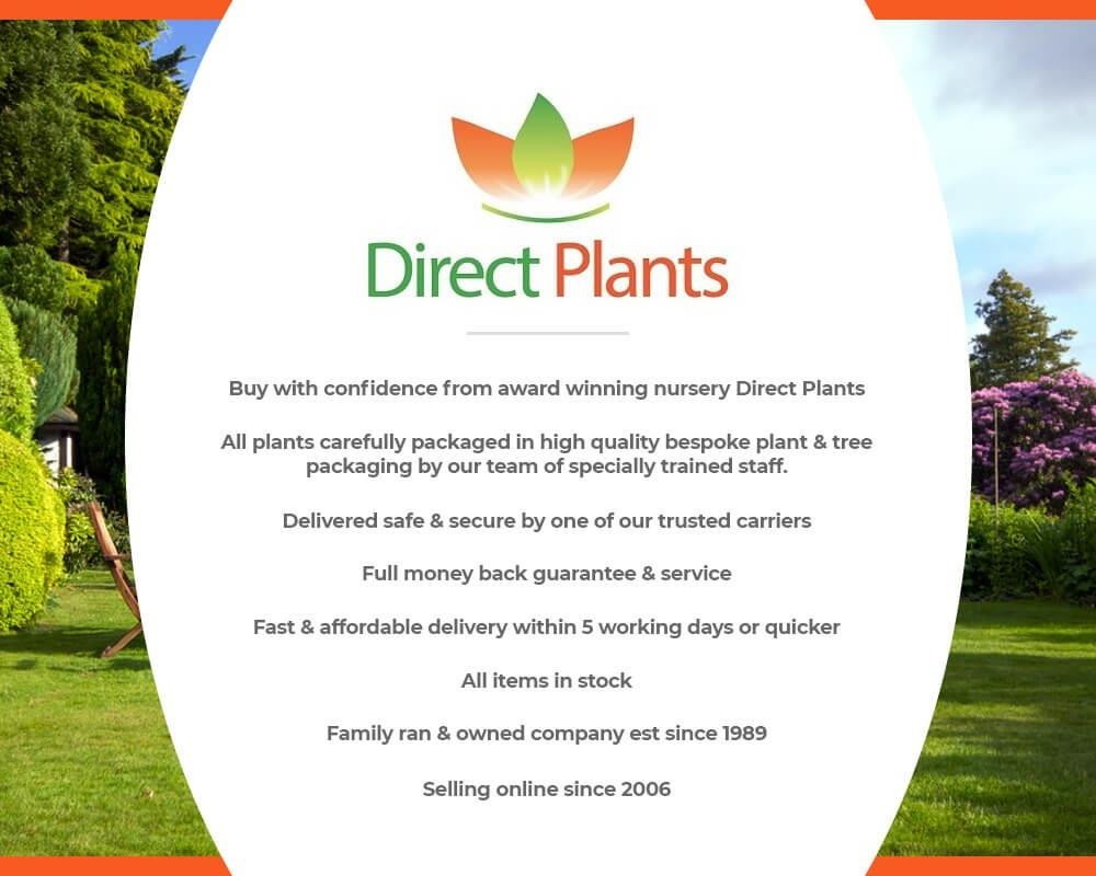 Prunus Yedoensis Weeping Japanese Flowering Cherry Tree 6ft Tall in a 7