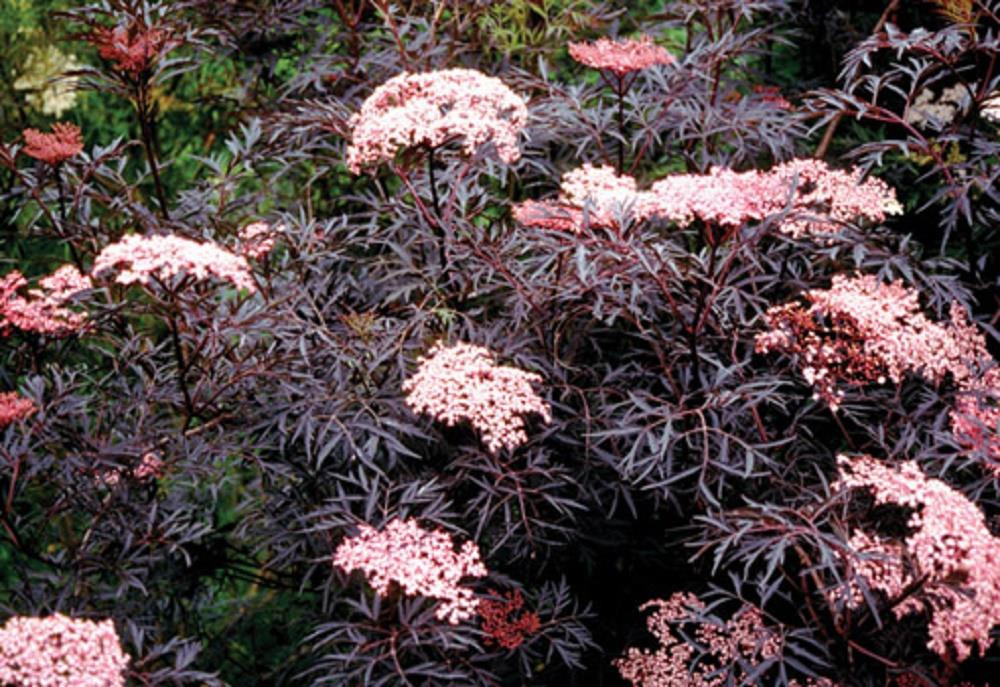 Sambucus Nigra Black Lace Shrub 3-4ft Large Acer Like Foliage Plant