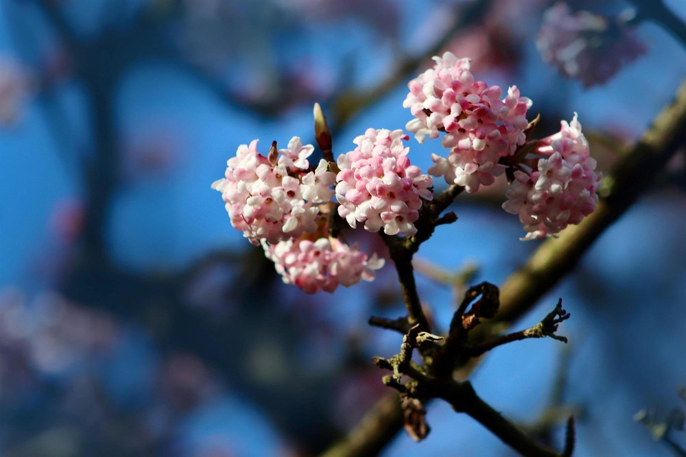 Viburnum Dawn Fragrant Winter Flowering Pink Shrub Large in a 3 Litre Pot