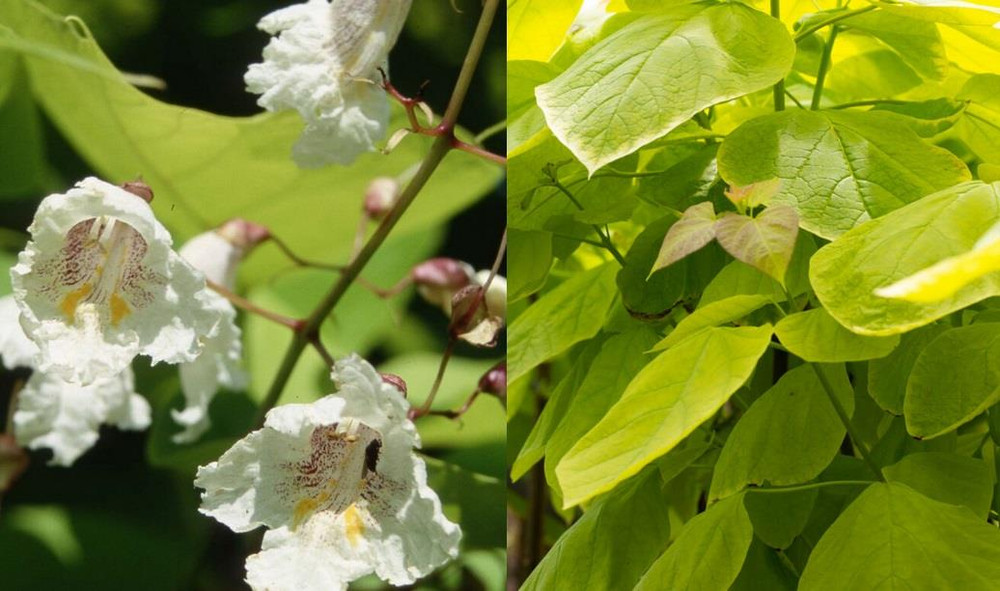 Catalpa Aurea Golden Indian Bean Tree Plant Large 50-60cm Supplied in a 5 Litre Pot