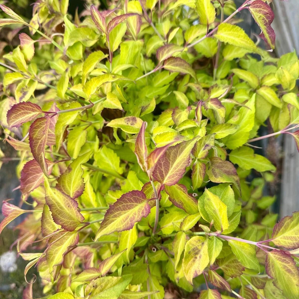 Leycesteria Golden Lanterns Himalayan Honeysuckle Shrub Extra Large Plant Supplied in a 3 Litre Pot