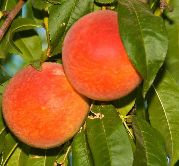 Prunus Persica Diamond Peach Fruit Tree 3ft in a 10 Litre Pot Direct