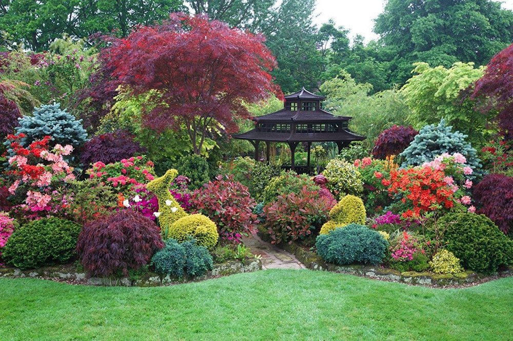 The Evergreen Selection Hardy Shrub Garden Border Mix Large Mature Plants Supplied in 3 Litre Pots