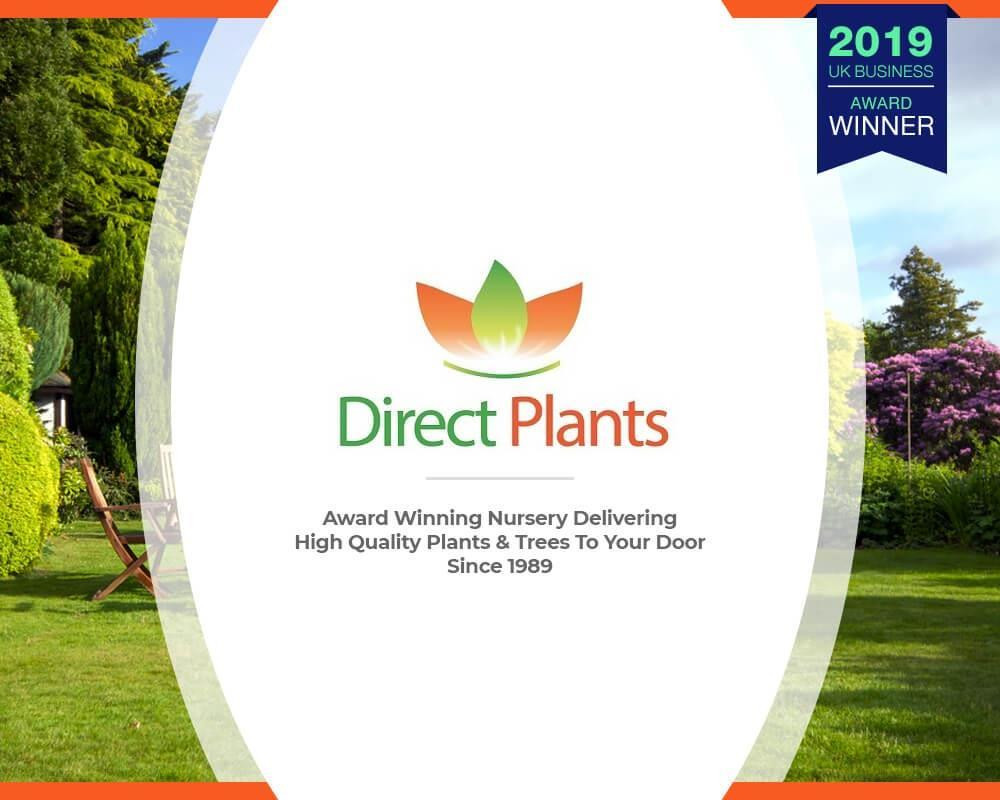 The Evergreen Selection Hardy Shrub Garden Border Mix Large Mature