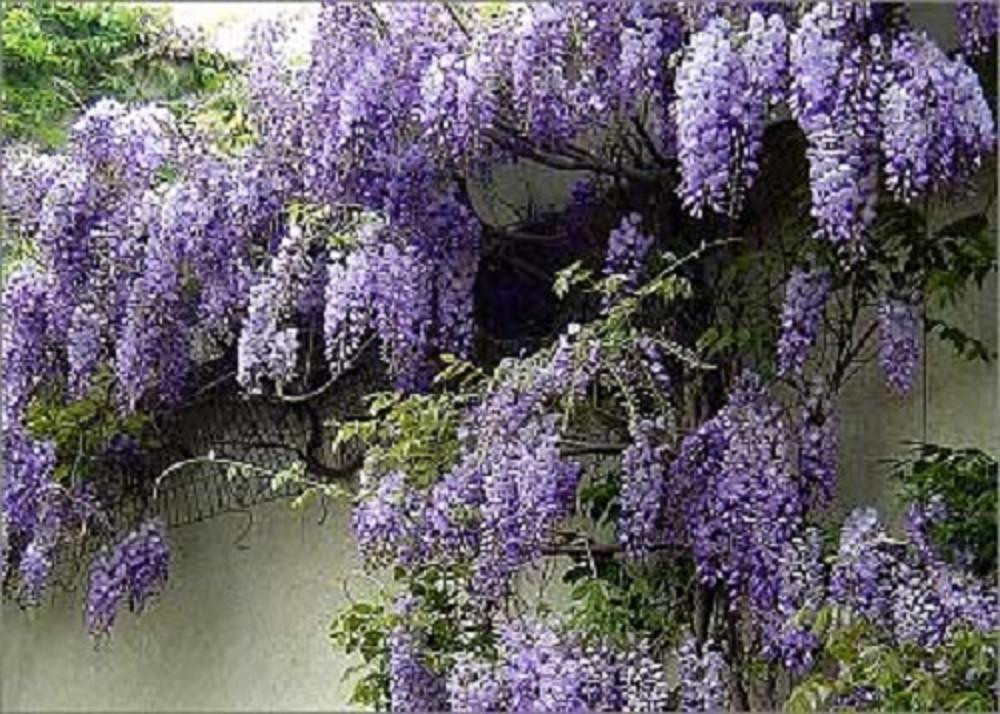 5x Mixed Large Wisteria Climbing Plant Selection Pack Grafted