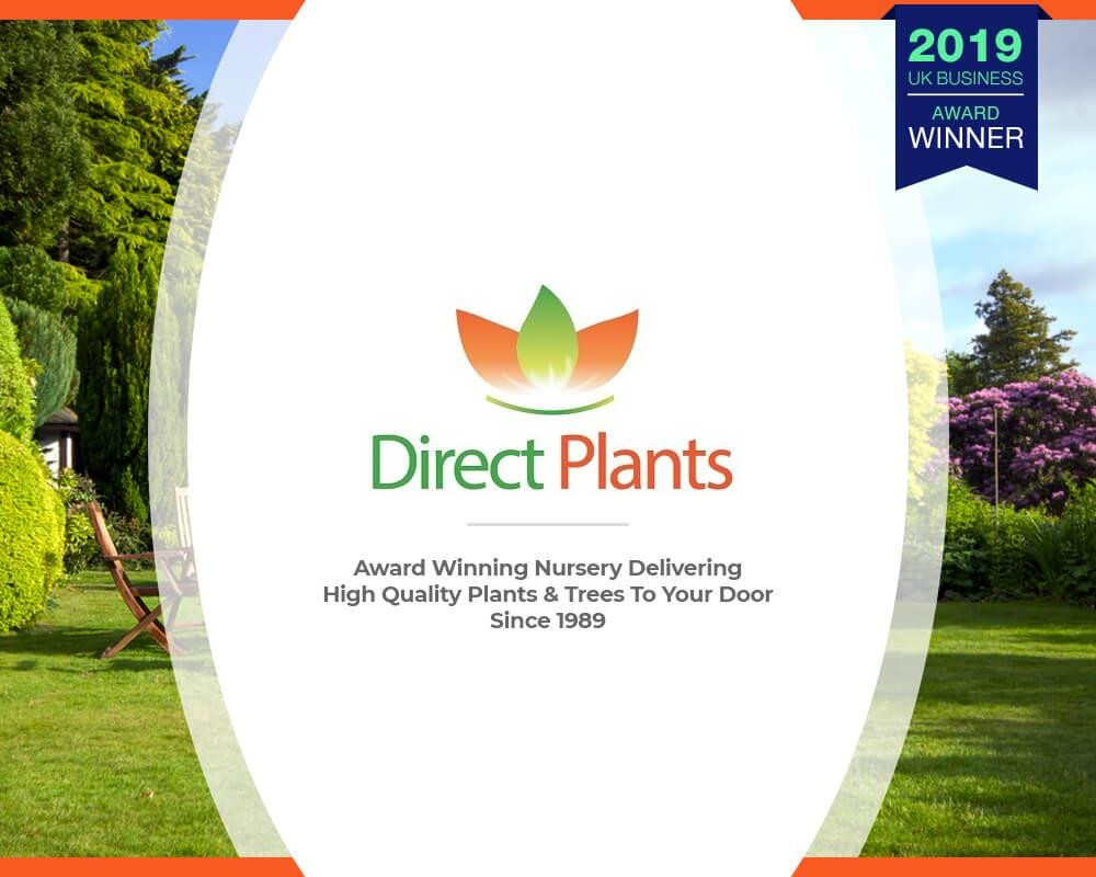 6x Mixed Large Honeysuckle Climbing Plant Selection Pack 3ft Tall