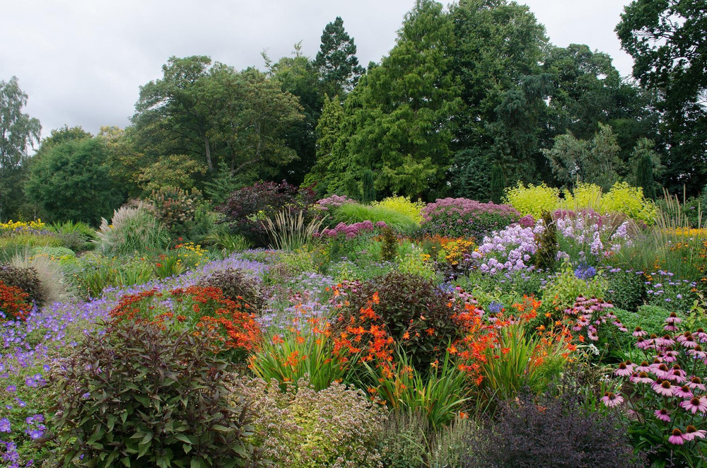 The Hardy Flowering Herbaceous Perennial Garden Border Mix Large Mature Plants Supplied in 2/3 Litre Pots