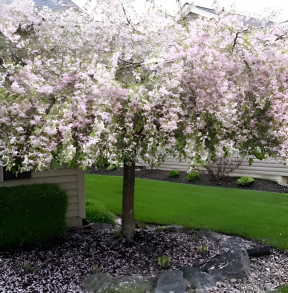 Malus Weeping Candied Apple Fruit Tree 6ft Tall Supplied in a 12 Litre Pot by Directplants