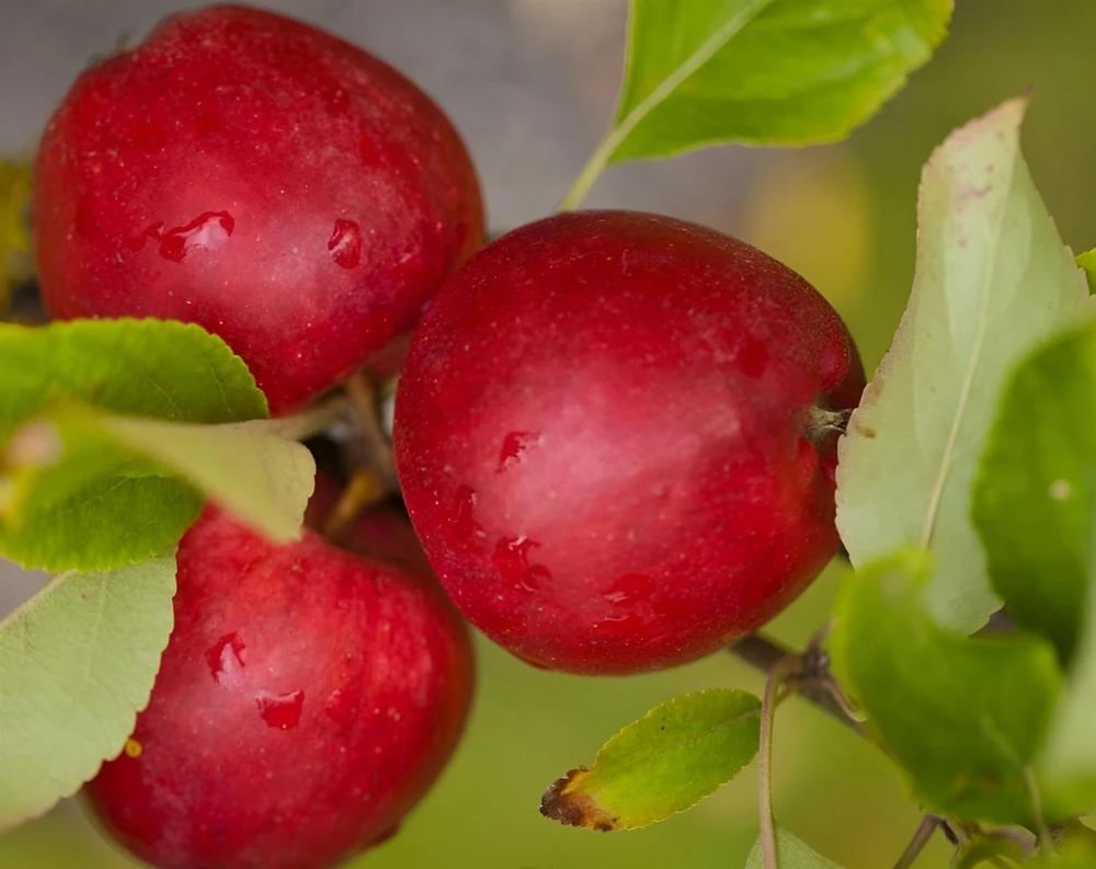Apple Katy Fruit Tree 6ft Tall Supplied in a 12 Litre Pot by Directplants