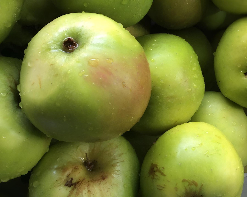 Apple Lord Derby Fruit Tree 6ft Tall Supplied in a 12 Litre Pot by Directplants