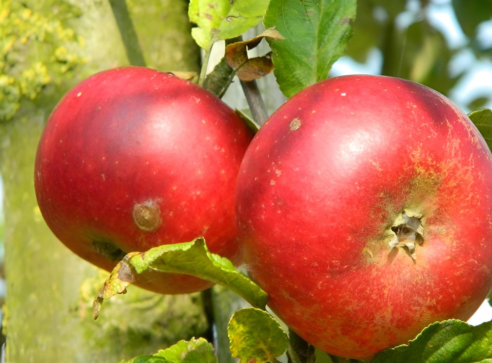 Apple Discovery Fruit Tree 6ft Tall Supplied in a 12 Litre Pot by Directplants