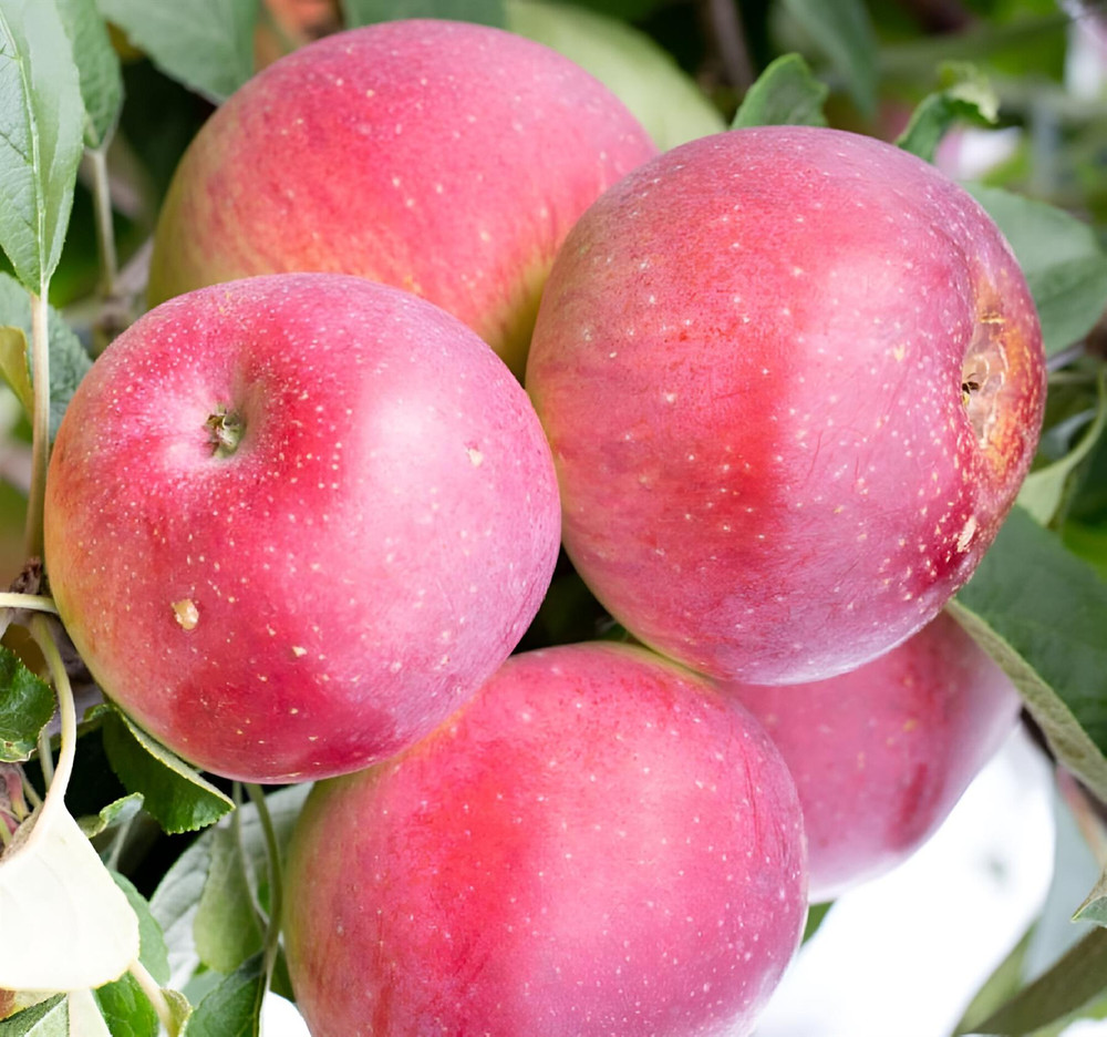 Apple Tydemans Early Worcester Fruit Tree 6ft Tall Supplied in a 12 Litre Pot by Directplants