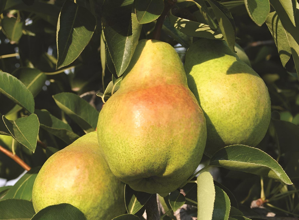 Pear Williams Bon Chretien Fruit Tree 6ft Tall Supplied in a 12 Litre Pot by Directplants