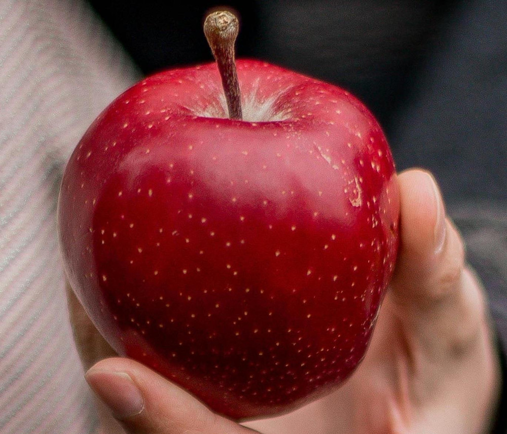 Apple Red Devil Fruit Tree 6ft Tall Supplied in a 12 Litre Pot by Directplants
