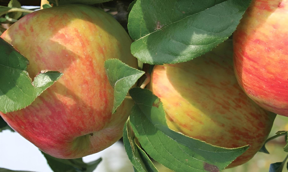 Apple Howgate Wonder Fruit Tree 6ft Tall Supplied in a 12 Litre Pot by Directplants