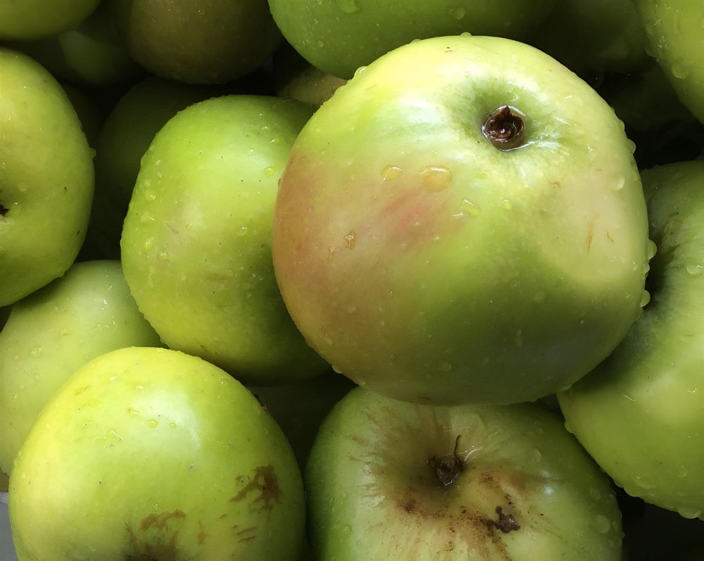 Apple Bramley Seedling Fruit tree 6ft Tall Supplied in a 12 Litre Pot by Directplants
