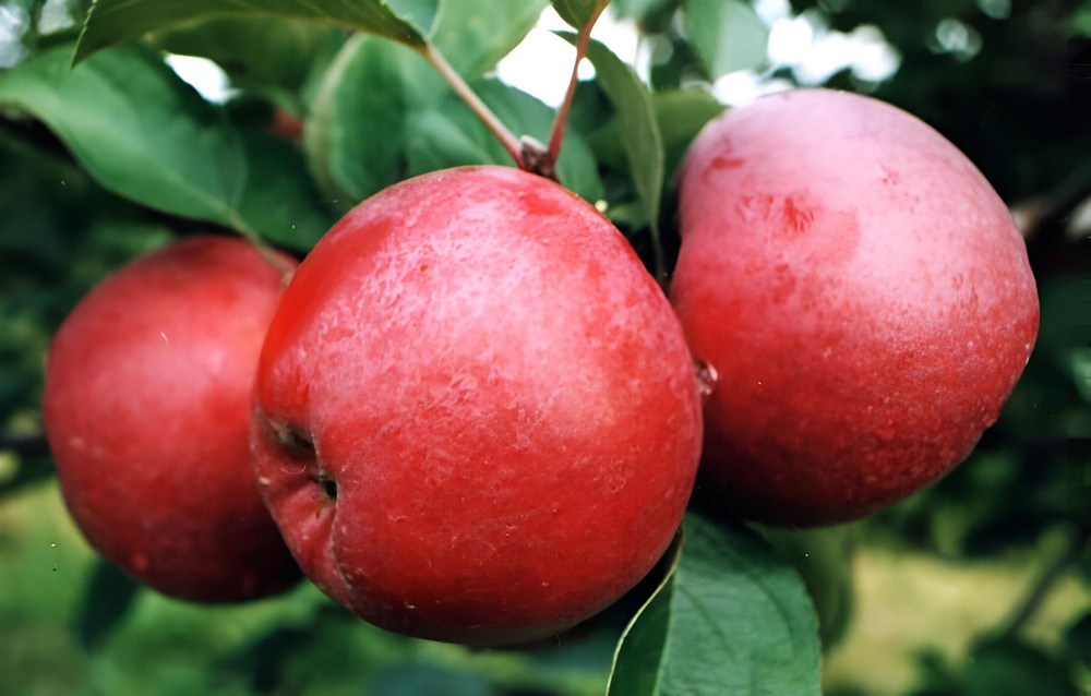 Apple Spartan Fruit Tree 6ft Tall Supplied in a 12 Litre Pot by Directplants