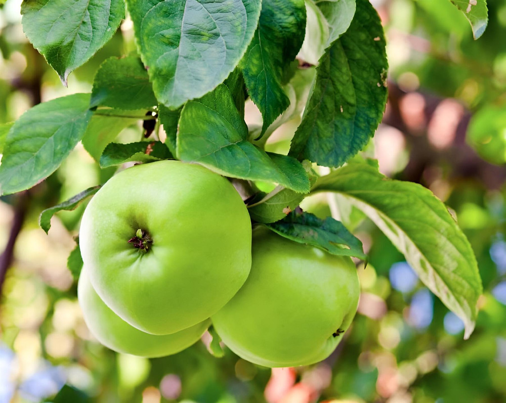 Apple Greensleeves Fruit Tree 6ft Tall Supplied in a 12 Litre Pot by Directplants