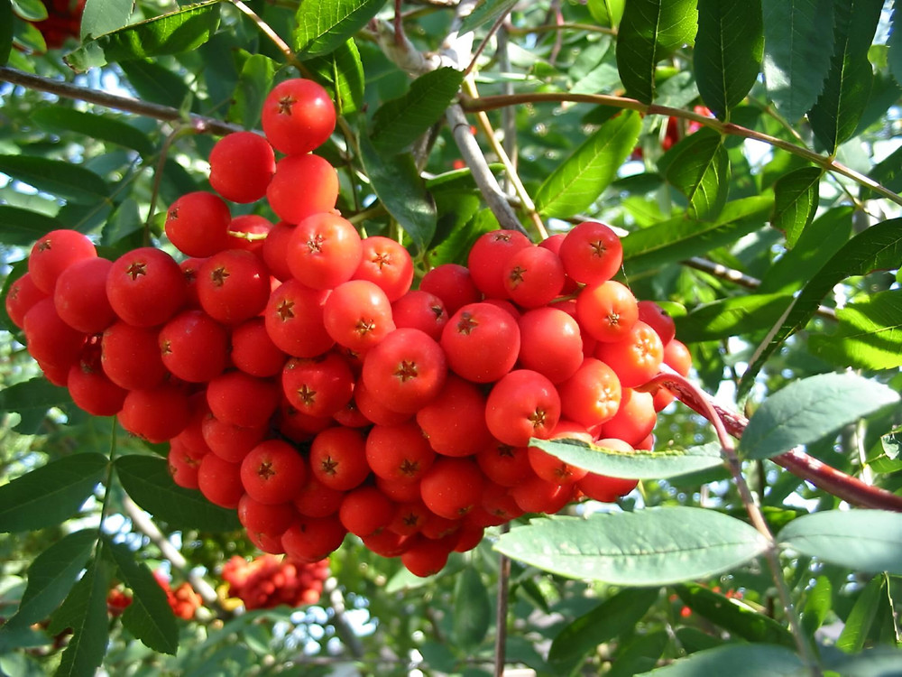Sorbus Commixta Mountain Ash Tree 6ft Tall Supplied in a 12 Litre Pot by Directplants