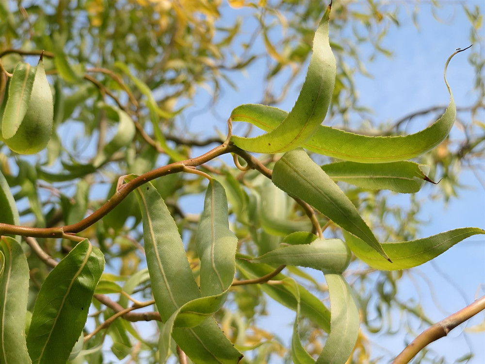 Salix Matsudana Tortuosa Twisted Tree 6ft Tall Supplied in a 12 Litre Pot by Directplants