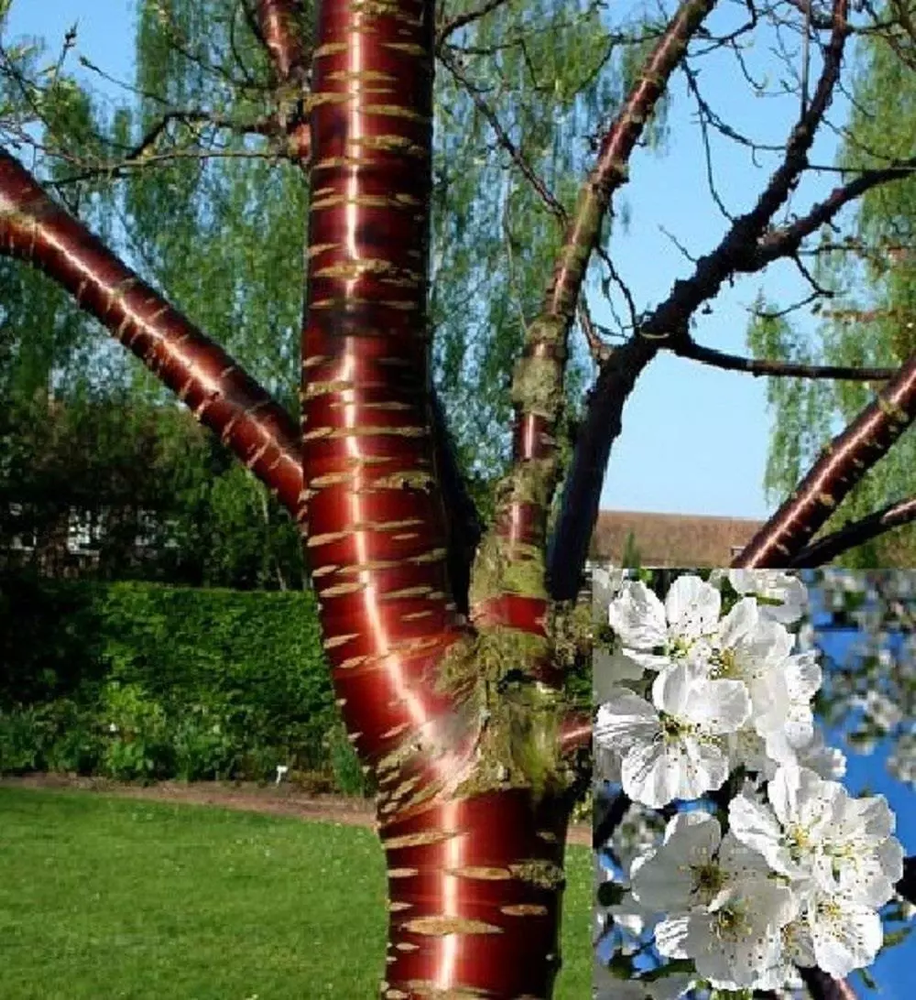 Prunus Tibetica Birch Bark Cherry Tree 6ft Tall Supplied in a 12 Litre Pot by Directplants