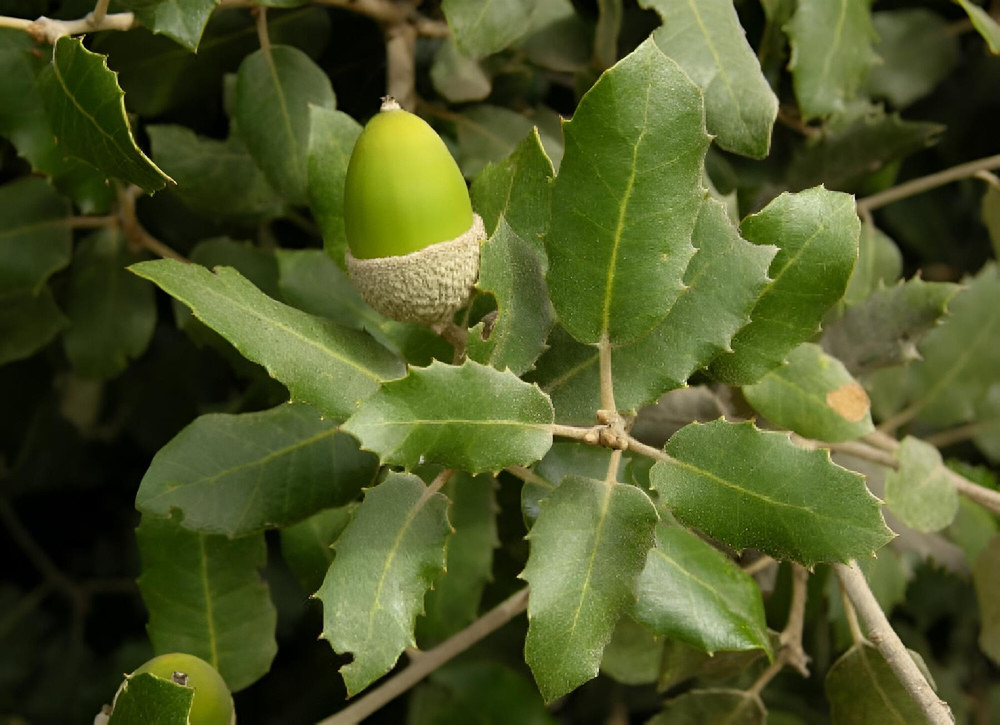 Quercus Ilex Evergreen Tree 6ft Tall Supplied in a 12 Litre Pot by Directplants