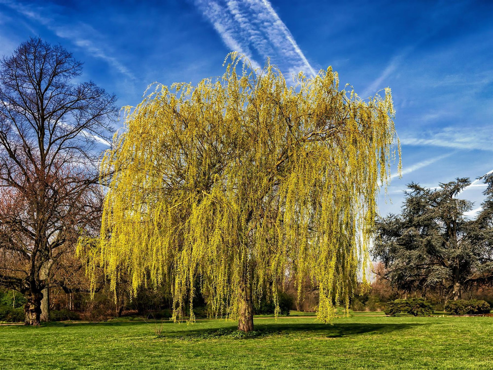 Salix Chrysocoma Weeping Willow Tree 6ft Tall Large Specimen Supplied in a 12 Litre Pot by Directplants