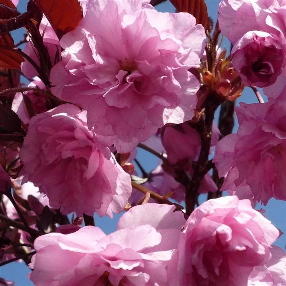 Prunus Royal Burgundy Purple Leaf Japanese Cherry Tree 6ft Tall Supplied in a 12 Litre Pot by Directplants