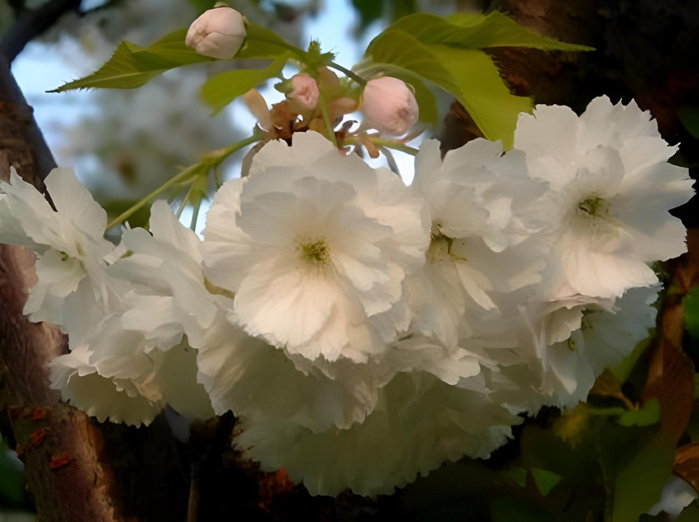 Prunus Blushing Bride Flowering Cherry Tree 6ft Tall Supplied in a 12 Litre Pot by Directplants
