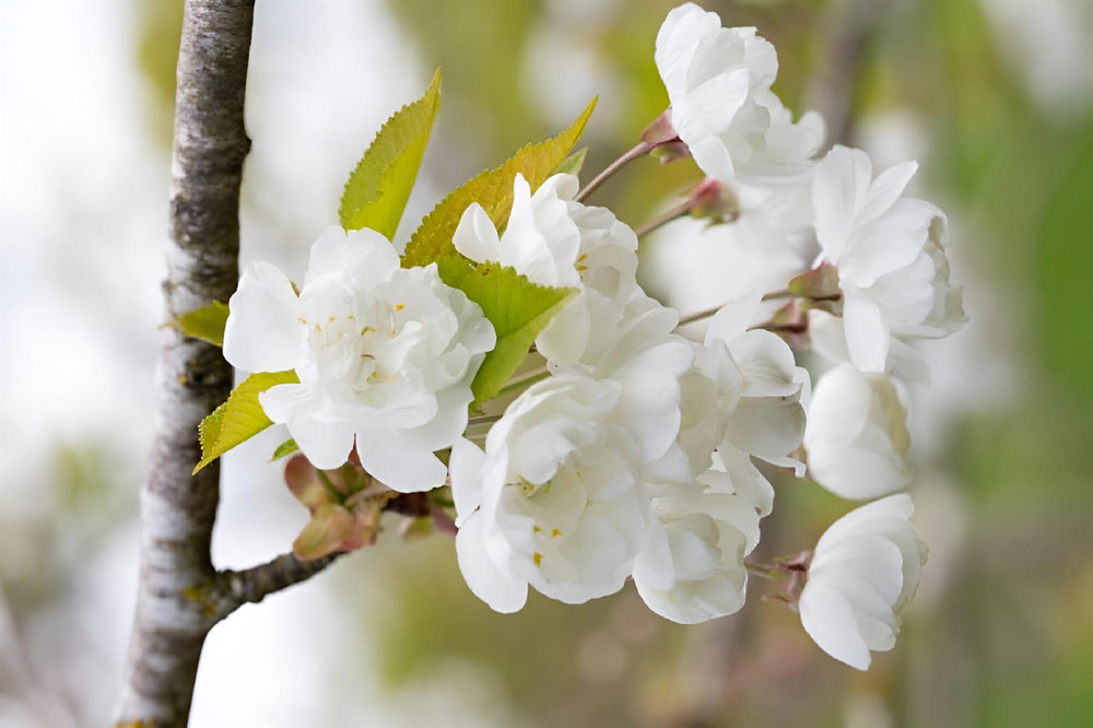 Prunus Avium Flore Plena Tree 6ft Tall Supplied in a 12 Litre Pot by Directplants