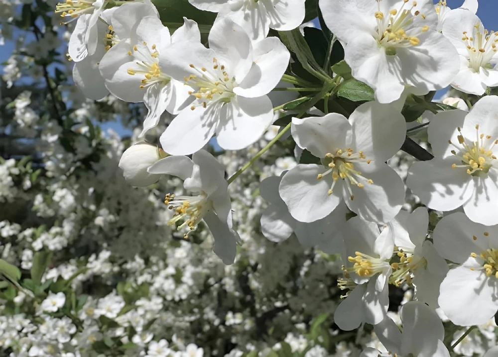 Malus Wedding Bouquet Crab 6ft Tall Supplied in a 12 Litre Pot by Directplants